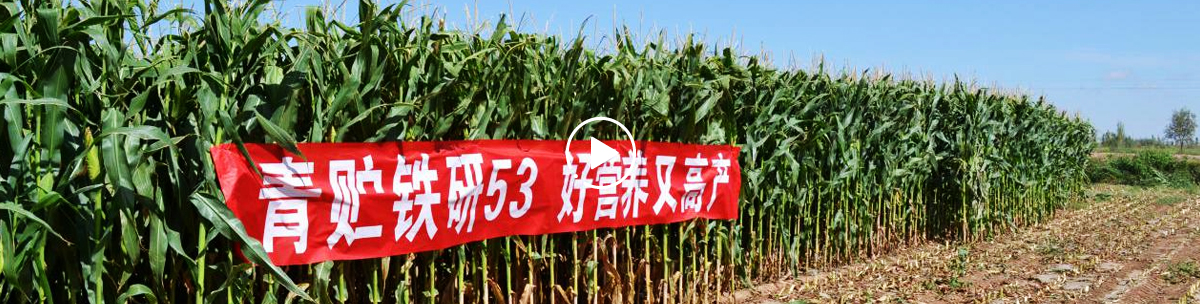 關(guān)于我們_視頻 關(guān)于我們_視頻